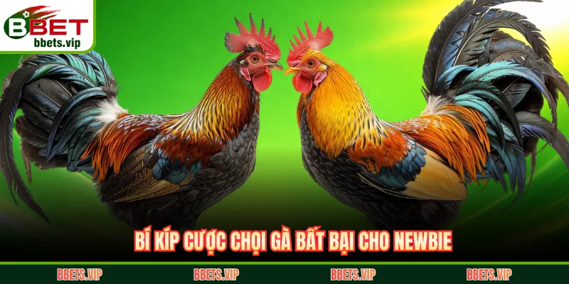 Bí kíp cược chọi gà bất bại cho newbie