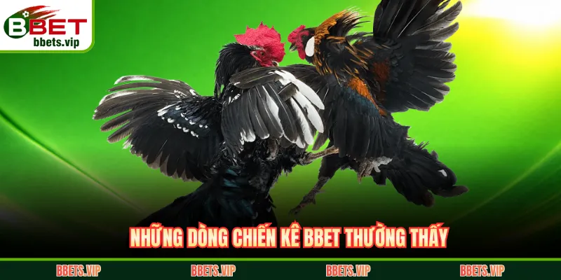 Những dòng chiến kê BBET thường thấy