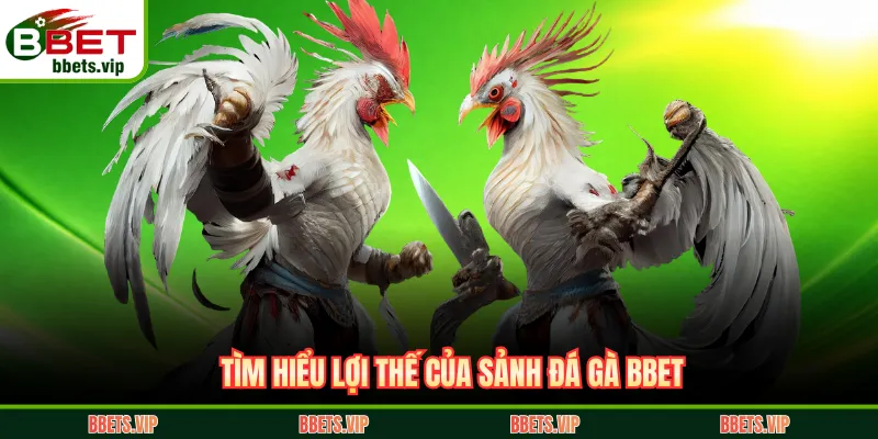 Tìm hiểu lợi thế của sảnh đá gà BBET